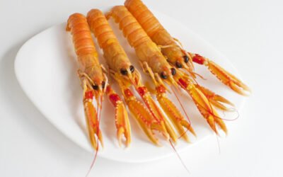 Cigalas